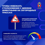 Как избежать столкновения с дикими животными на загородных трассах