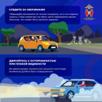 Как избежать столкновения с дикими животными на загородных трассах