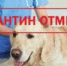 Отмена карантина п.Усть-Кинельский - Городской округ Кинель